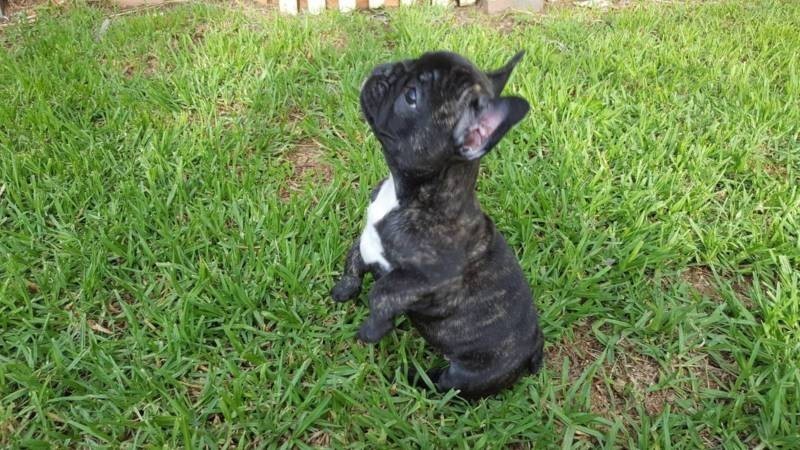 Lovely Male and female French bulldog Puppies 